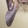 vespertillion de Bechstein - Myotis bechsteinii