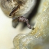 vespertillion des Marais - Myotis dasycneme