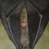 Petit rhinolophe - Rhinolophus hipposideros