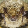 vespertillion a oreilles echancrees - Myotis emarginatus