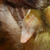 Oreillard roux - Plecotus auritus