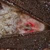 Petit rhinolophe - Rhinolophus hipposideros