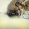 vespertillion des Marais - Myotis dasycneme