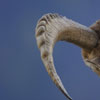 Bouquetin des Alpes - Capra ibex