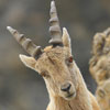 Bouquetin des Alpes - Capra ibex