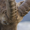 Bouquetin des Alpes - Capra ibex