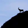 Bouquetin des Alpes - Capra ibex