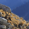 Bouquetin des Alpes - Capra ibex