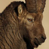 Bouquetin des Alpes - Capra ibex