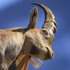 Bouquetin des Alpes - Capra ibex