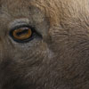 Bouquetin des Alpes - Capra ibex