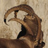 Bouquetin des Alpes - Capra ibex