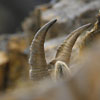 Bouquetin des Alpes - Capra ibex