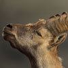 Bouquetin des Alpes - Capra ibex