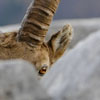 Bouquetin des Alpes - Capra ibex