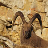 Bouquetin des Alpes - Capra ibex