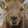 Bouquetin des Alpes - Capra ibex