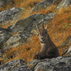 Bouquetin des Alpes - Capra ibex