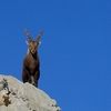 Bouquetin des Alpes - Capra ibex