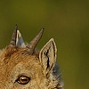 Bouquetin des Alpes - Capra ibex