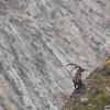 Bouquetin des Alpes - Capra ibex