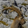 Bouquetin des Alpes - Capra ibex