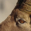 Bouquetin des Alpes - Capra ibex