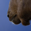 Bouquetin des Alpes - Capra ibex