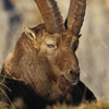 Bouquetin des Alpes - Capra ibex