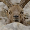 Bouquetin des Alpes - Capra ibex