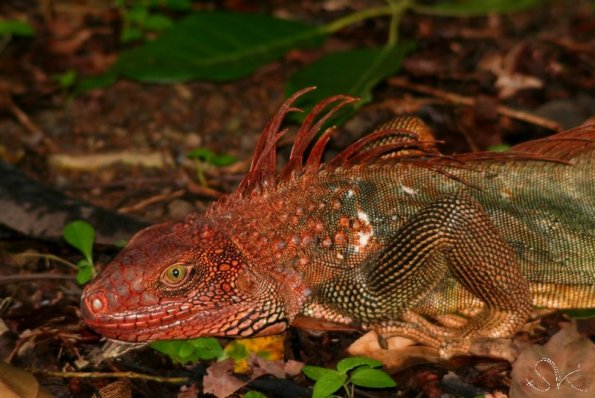 Iguanne (Costa-rica)