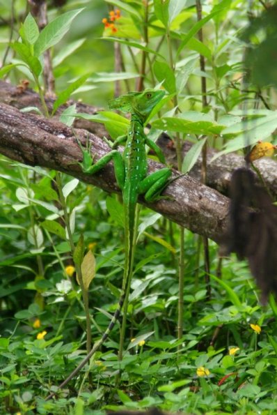 Basilic vert (Costa-Rica)