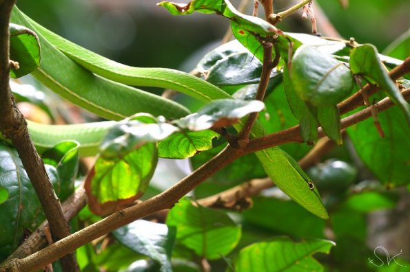 Parrot snake, Tortuguero, Costa-Rica