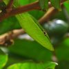 Parrot snake, Tortuguero, Costa-Rica