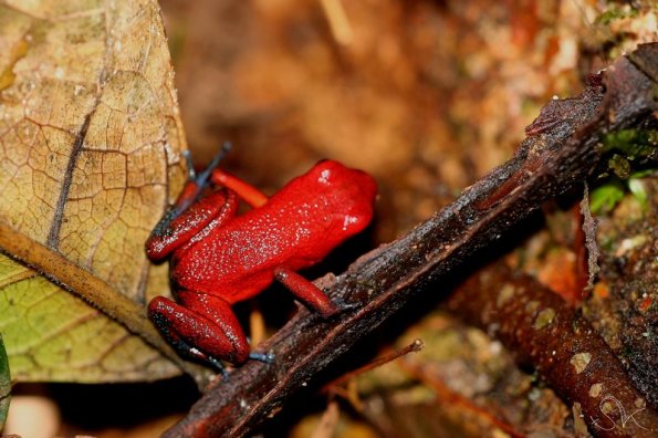 Strawberry red frog, Tortuguero, Costa-Rica