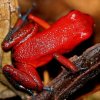 Strawberry red frog, Tortuguero, Costa-Rica