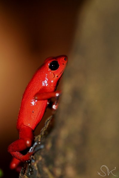 Strawberryred frog, Tortuguero (Costa-Rica)