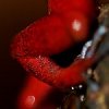 Strawberryred frog, Tortuguero (Costa-Rica)