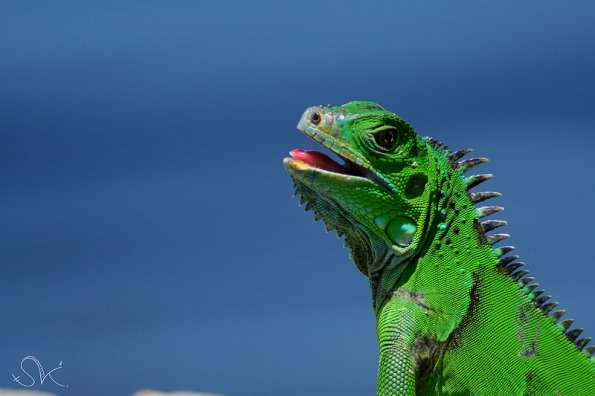 Iguanne vert (Costa-rica)