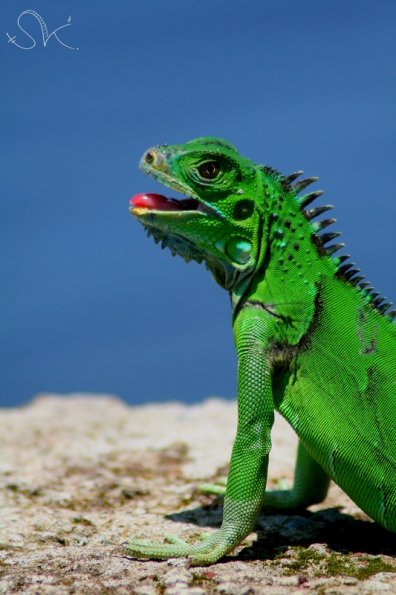 Iguanne vert (Costa-Rica)