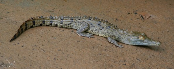 crocodille (Costa-Rica)