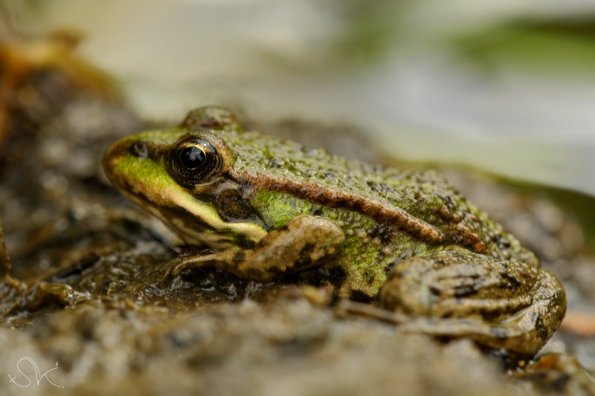  Grenouille verte