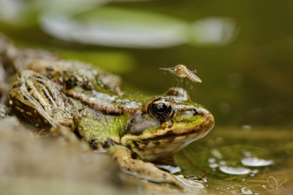 Grenouille verte et Kamikaze