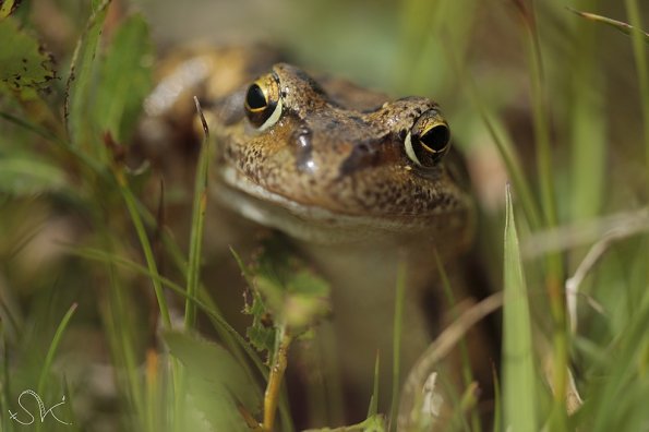 Grenouille rousse