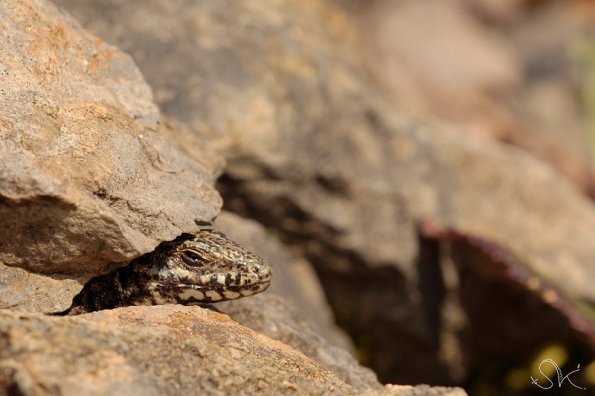 Lezard des murailles