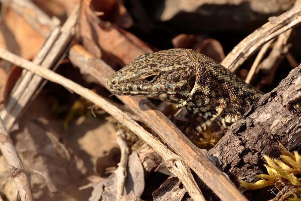 Lezard des murailles