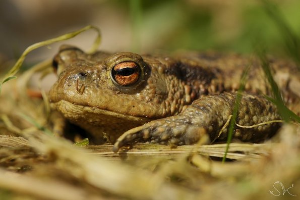 Crapaud commun