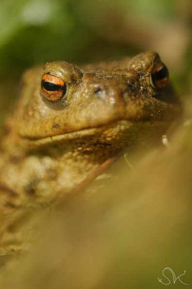 Crapaud commun