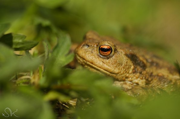 Crapaud commun