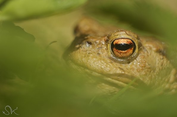 Crapaud commun